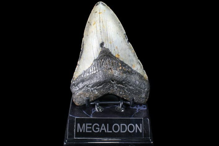 Bargain, Megalodon Tooth - North Carolina #83988